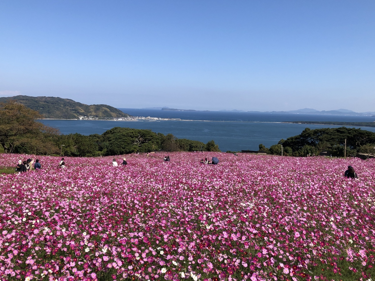 コスモスを見に能古島へ 博多 福岡県 の旅行記 ブログ By ちぇんさん フォートラベル コスモスを見に能古島へ 博多 福岡県 の旅行記 ブログ By ちぇんさん フォートラベル