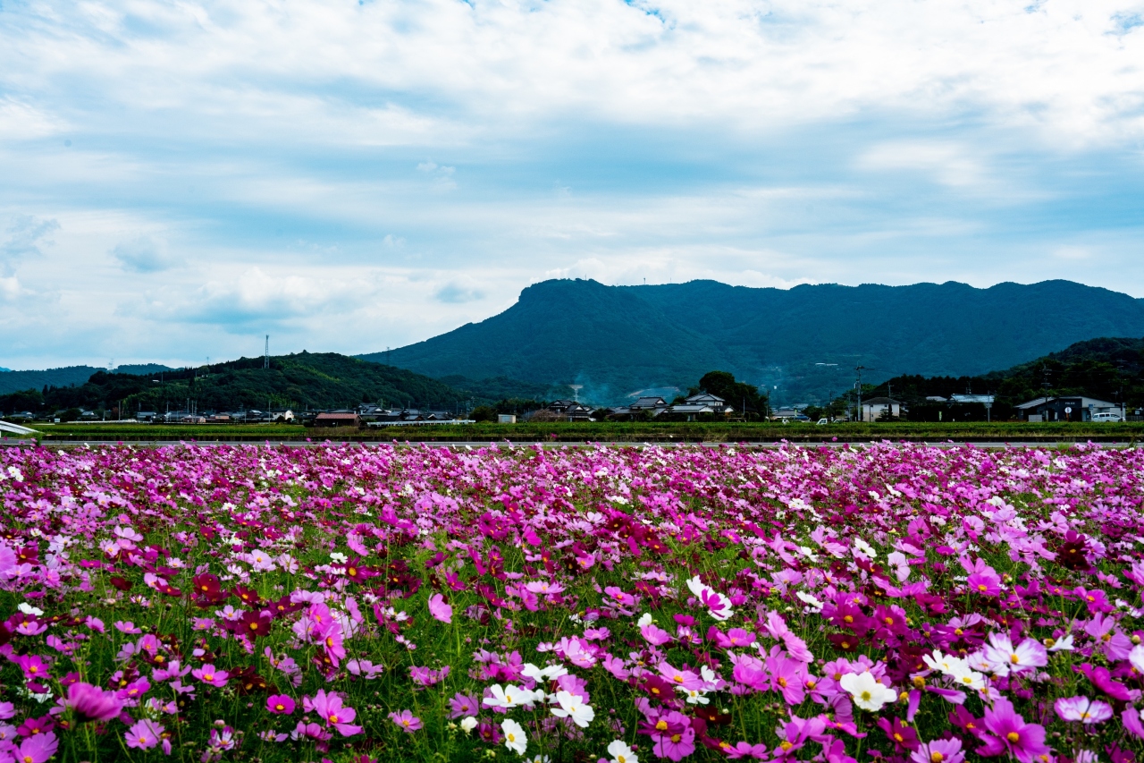 三光のコスモス 耶馬溪 中津 玖珠 大分県 の旅行記 ブログ By 気まぐれなデジカメ館さん フォートラベル 三光のコスモス 耶馬溪 中津 玖珠 大分県 の旅行記 ブログ By 気まぐれなデジカメ館さん フォートラベル