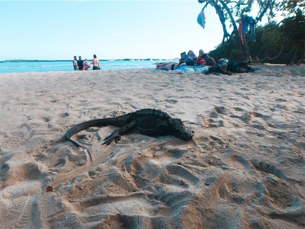 イサベラ島 アシカとイグアナと一緒に寝そべるビーチ ガラパゴス滞在記 ガラパゴス エクアドル の旅行記 ブログ By Fly Tiareさん フォートラベル イサベラ島 アシカとイグアナと一緒に寝そべるビーチ ガラパゴス滞在記 ガラパゴス エクアドル の旅行記 ブログ By Fly Tiareさん フォートラベル