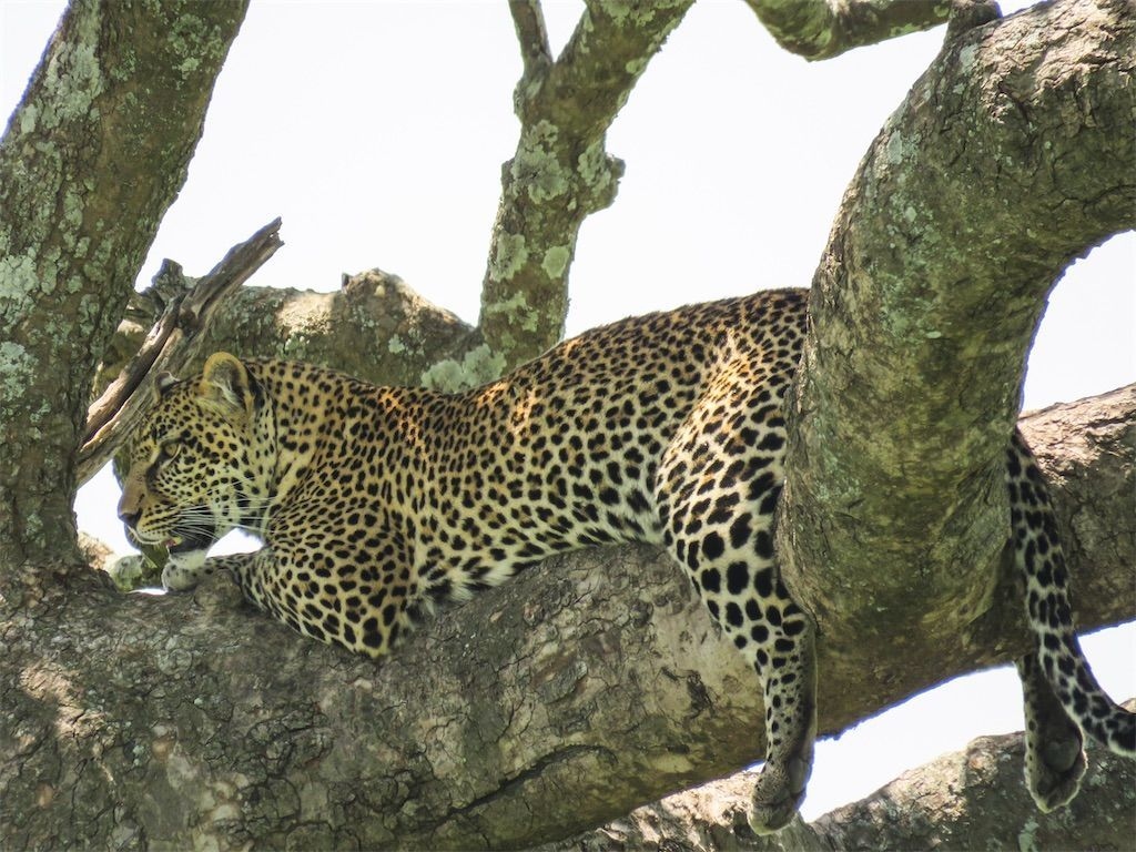 無料ダウンロード ヒョウ 画像 人気のhd壁紙