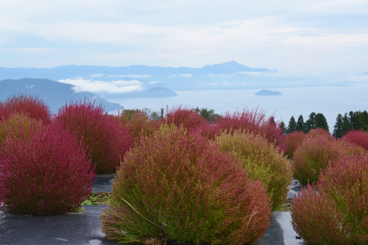 びわこ箱館山に遊ぶ 高島 滋賀県 の旅行記 ブログ By Punchmsさん フォートラベル