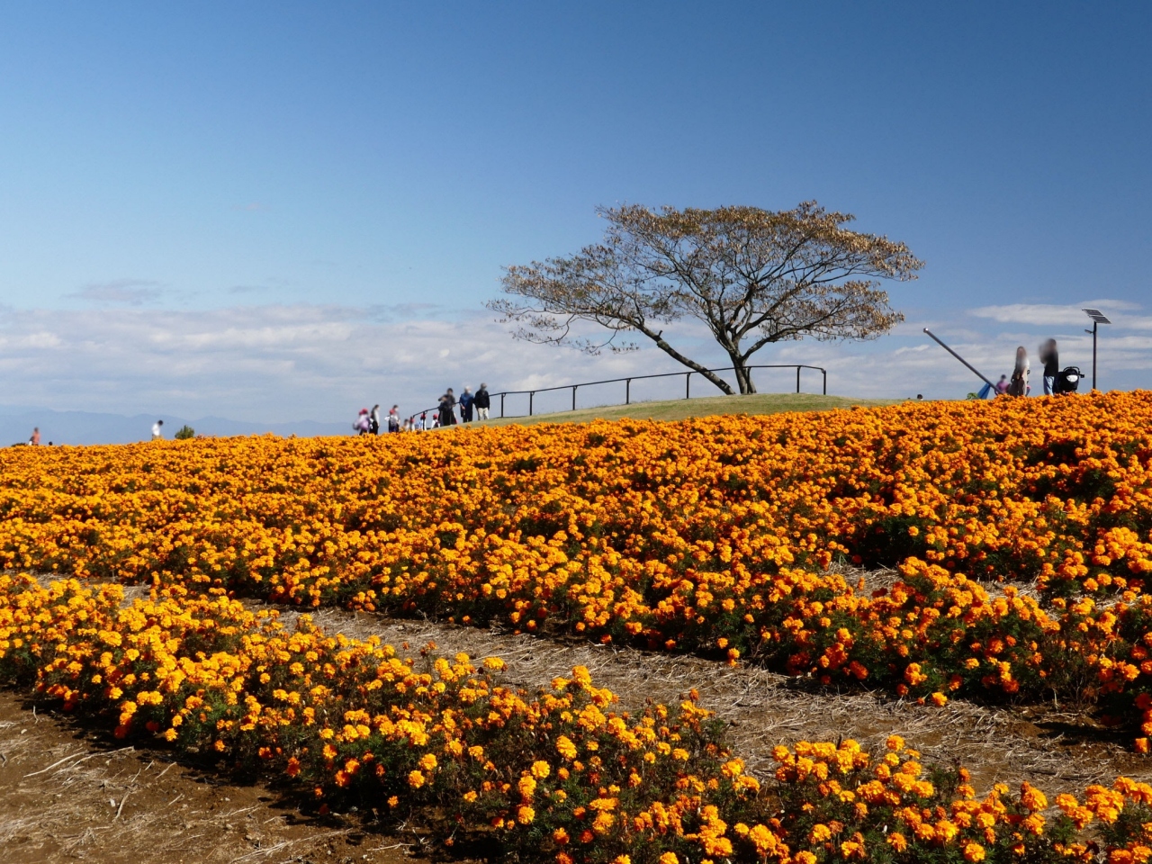マリーゴールドの丘公園 のマリーゴールド 見頃です 埼玉県 本庄市 本庄 上里 埼玉県 の旅行記 ブログ By Minamicazeさん フォートラベル マリーゴールドの丘公園 のマリーゴールド 見頃です 埼玉県 本庄市 本庄 上里 埼玉県 の旅行記 ブログ By Minamicazeさん フォートラベル