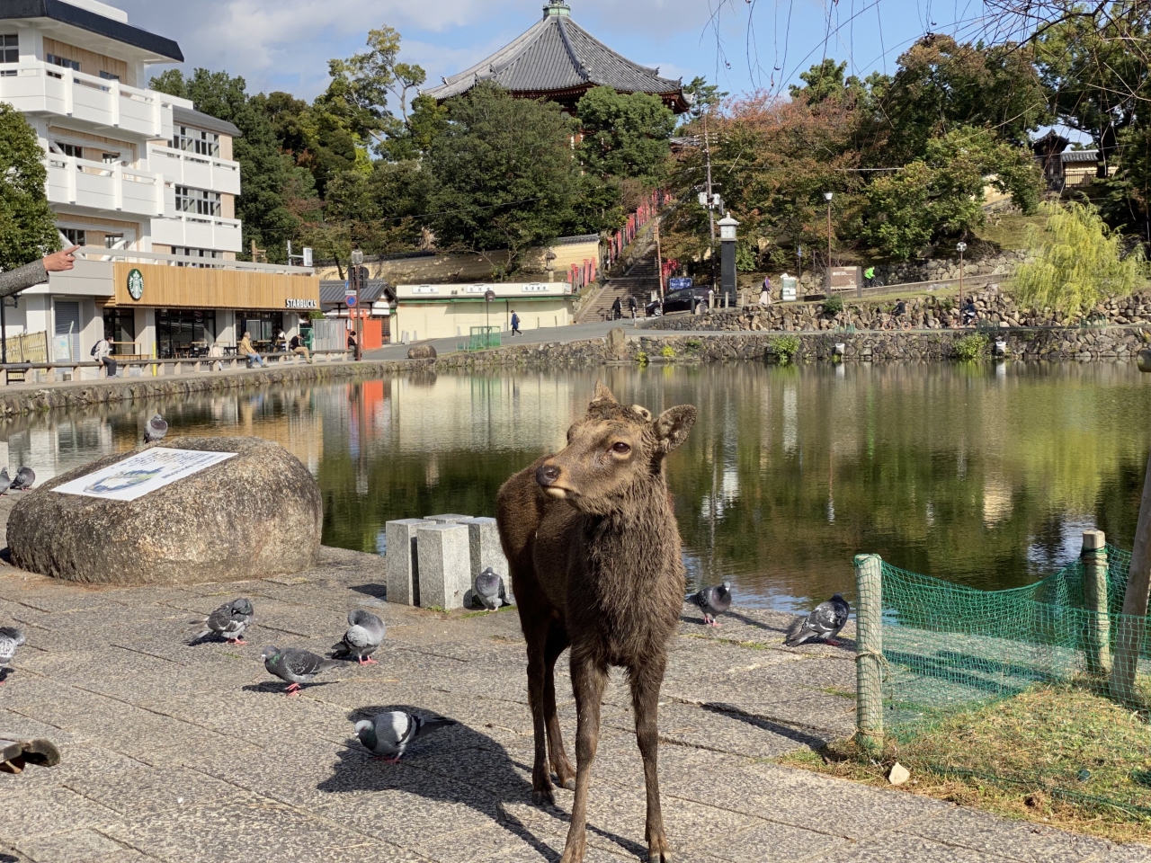 休日ぶらり旅きっぷ でお出かけ 奈良で鹿に遊ばれる 奈良市 奈良県 の旅行記 ブログ By Shuuu19さん フォートラベル 休日ぶらり旅きっぷ でお出かけ 奈良で鹿に遊ばれる 奈良市 奈良県 の旅行記 ブログ By Shuuu19さん フォートラベル