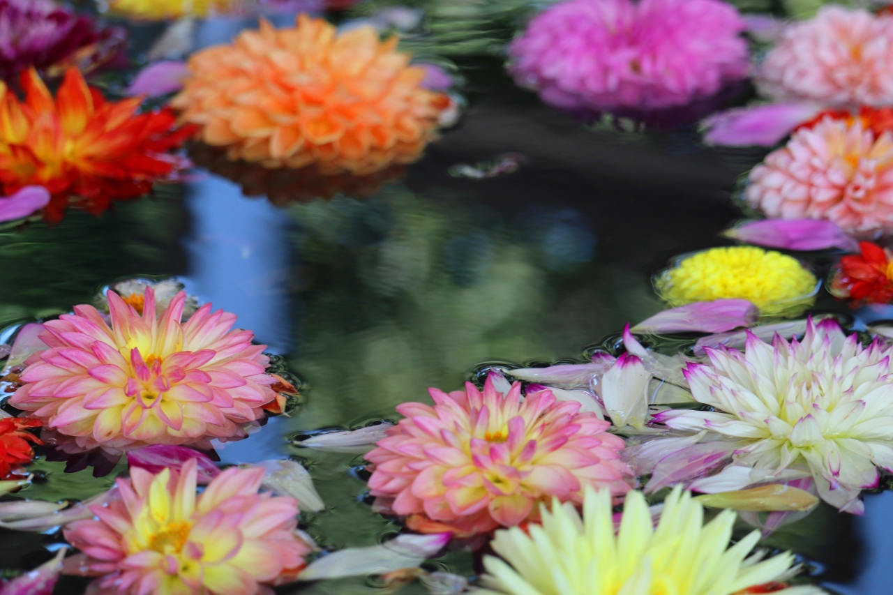馬見フラワーフェスタ その１ 香芝 王寺 大和高田 奈良県 の旅行記 ブログ By ターちゃんさん フォートラベル