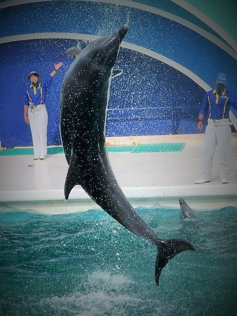 鴨川seaworld 4 イルカパフォーマンス a 1回 前半 ハイジャンプ お見事 鴨川 千葉県 の旅行記 ブログ By マキタン2さん フォートラベル 鴨川seaworld 4 イルカパフォーマンス a 1回 前半 ハイジャンプ お見事 鴨川 千葉県 の旅行記 ブログ By マキタン2さん フォートラベル