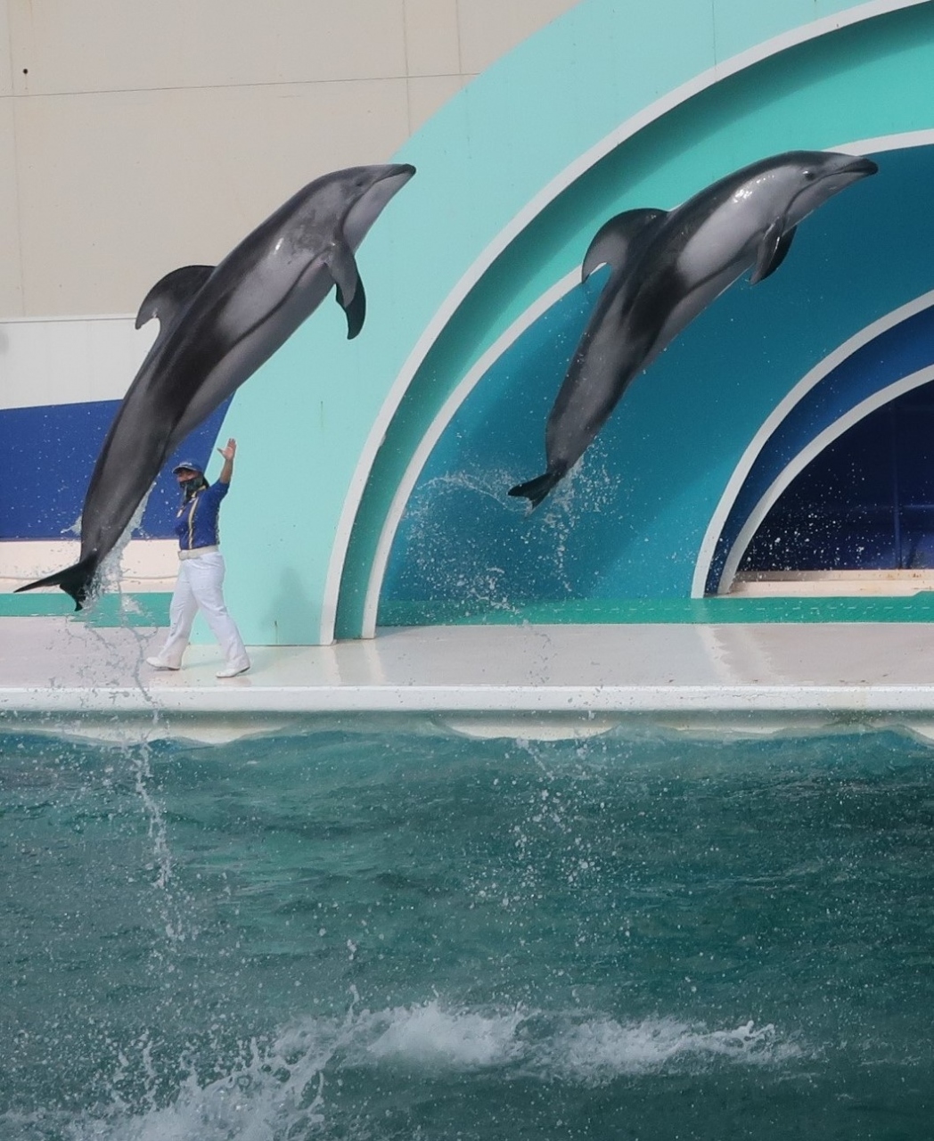 鴨川seaworld 5 イルカパフォーマンス ｂ 1回 後半 コンビネーション ばっちり 鴨川 千葉県 の旅行記 ブログ By マキタン２さん フォートラベル
