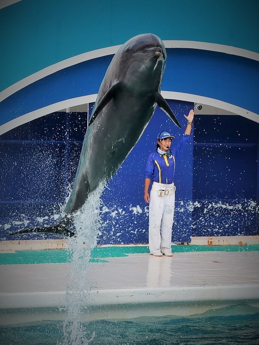 鴨川SeaWorld-6 イルカパフォーマンス C(2回/前半)☆宙に舞うDolphin-躍動感!