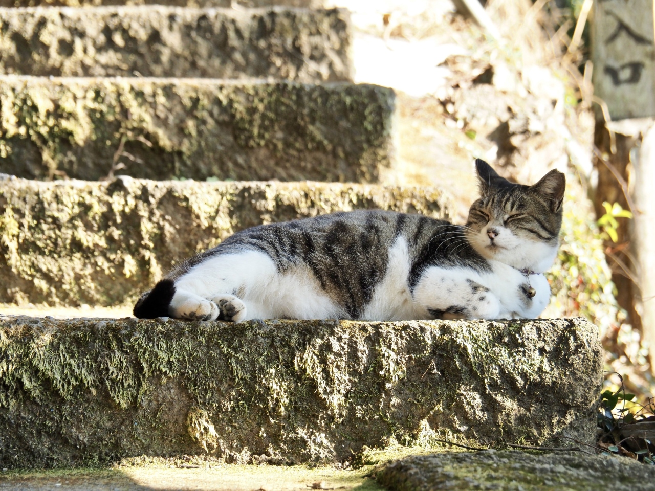 唐澤山城跡に行ったら そこは猫ちゃんの楽園だった 佐野 栃木県 の旅行記 ブログ By みささん フォートラベル