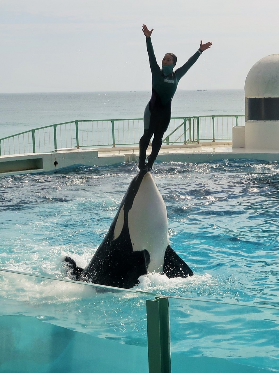 鴨川seaworld 9 シャチパフォーマンス ｂ 再開後 トレーナーと一体 感動演技 鴨川 千葉県 の旅行記 ブログ By マキタン２さん フォートラベル