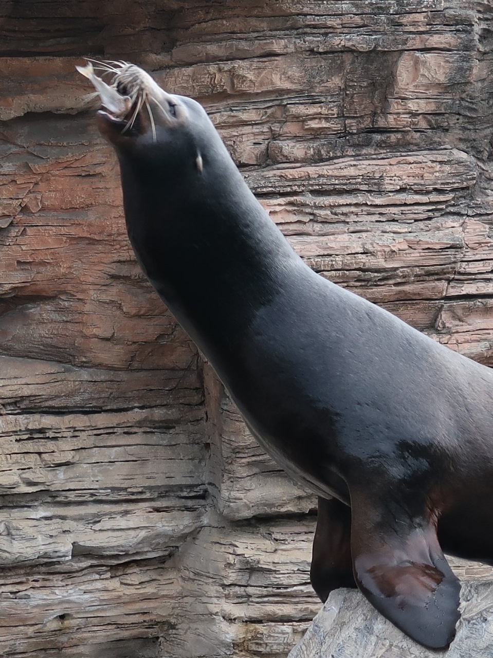 鴨川seaworld 12 アシカ フィーデングタイム 給餌 空中catch 魚頭部から丸呑み 鴨川 千葉県 の旅行記 ブログ By マキタン２さん フォートラベル