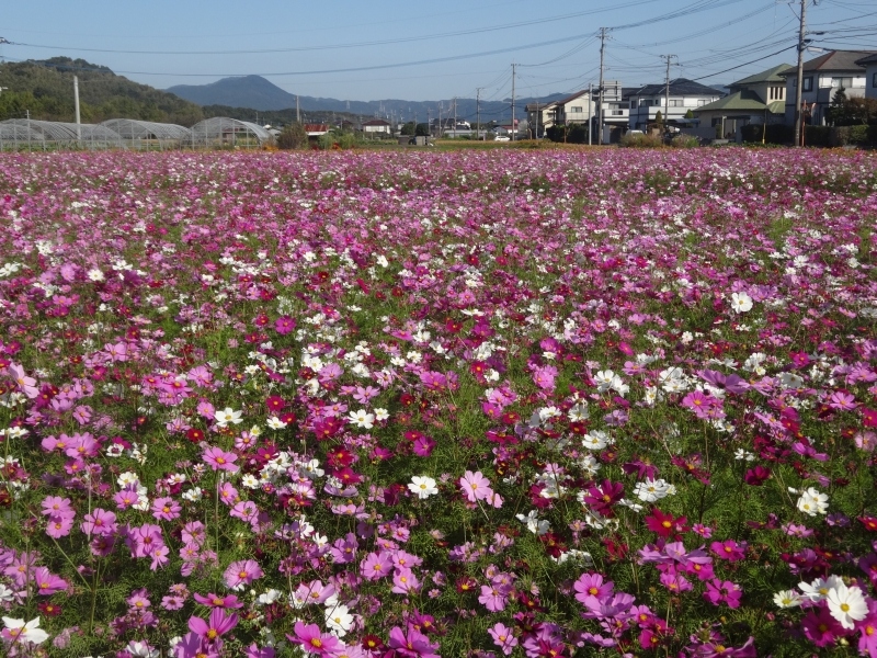 Goto関係ねえ 1泊2食8 000円の 温泉付きの部屋 に泊まる 朝倉 甘木 小郡 福岡県 の旅行記 ブログ By ちゃんさん フォートラベル Goto関係ねえ 1泊2食8 000円の 温泉付きの部屋 に泊まる 朝倉 甘木 小郡 福岡県 の旅行記 ブログ By ちゃんさん フォートラベル