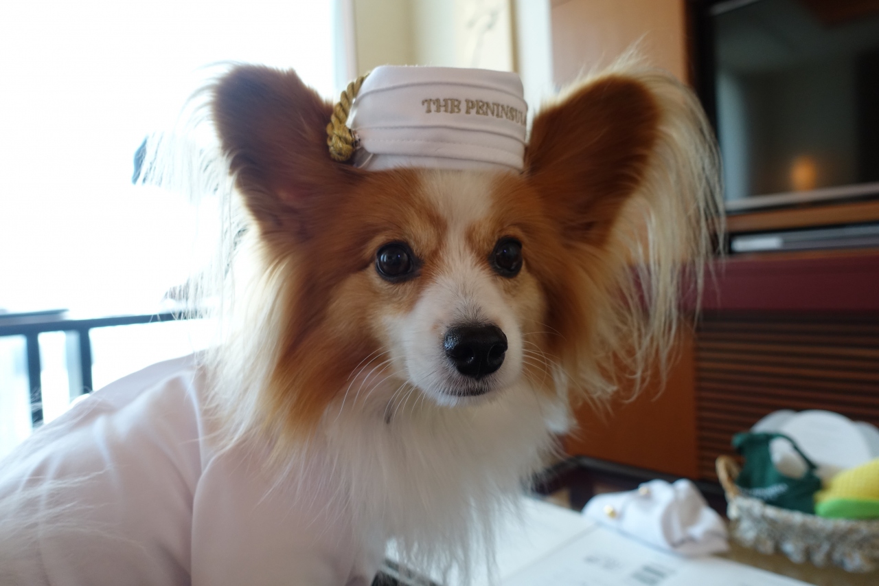 ペニンシュラ東京へ パピヨンみっくの犬旅 ドッグステイプログラム 丸の内 大手町 八重洲 東京 の旅行記 ブログ By 体育会系旅行部さん フォートラベル ペニンシュラ東京へ パピヨンみっくの犬旅 ドッグステイプログラム 丸の内 大手町 八重洲 東京 の旅行記 ブログ By 体育会系旅行部さん フォートラベル