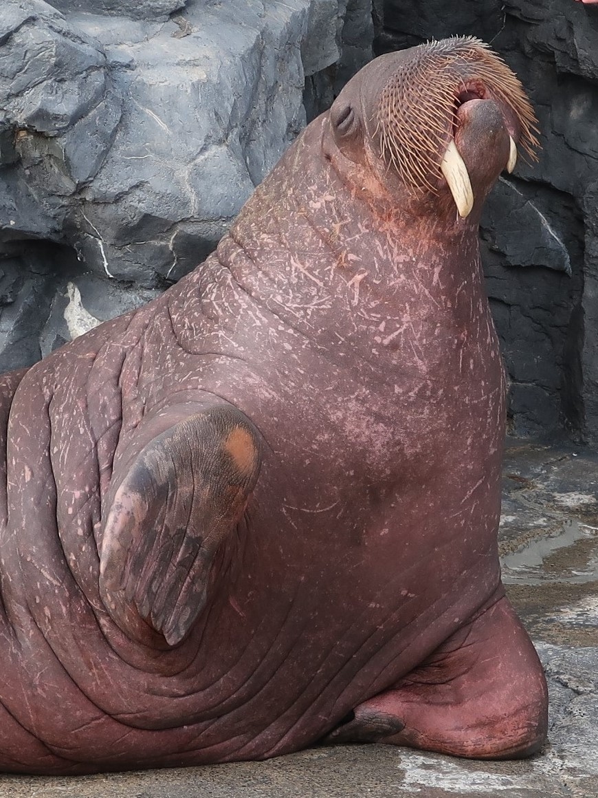 セイウチ トド