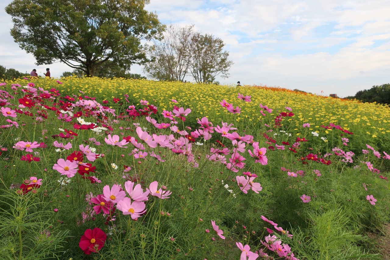 子連れ 万博記念公園 コスモス 吹田 万博公園 大阪 の旅行記 ブログ By めぇさん フォートラベル