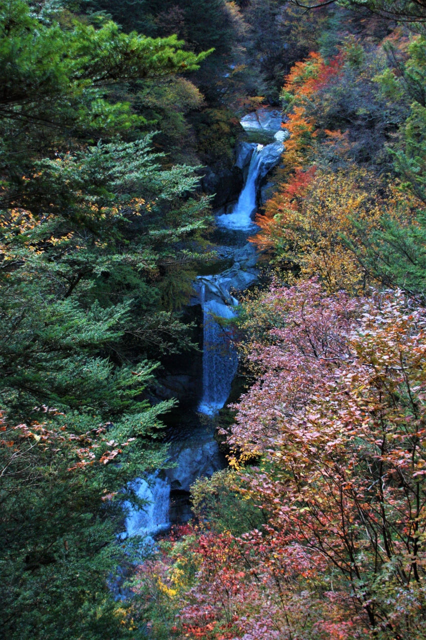 南アルプス「甲斐駒ヶ岳」を”源”とする清流「尾白川渓谷」の紅葉と滝巡り!!