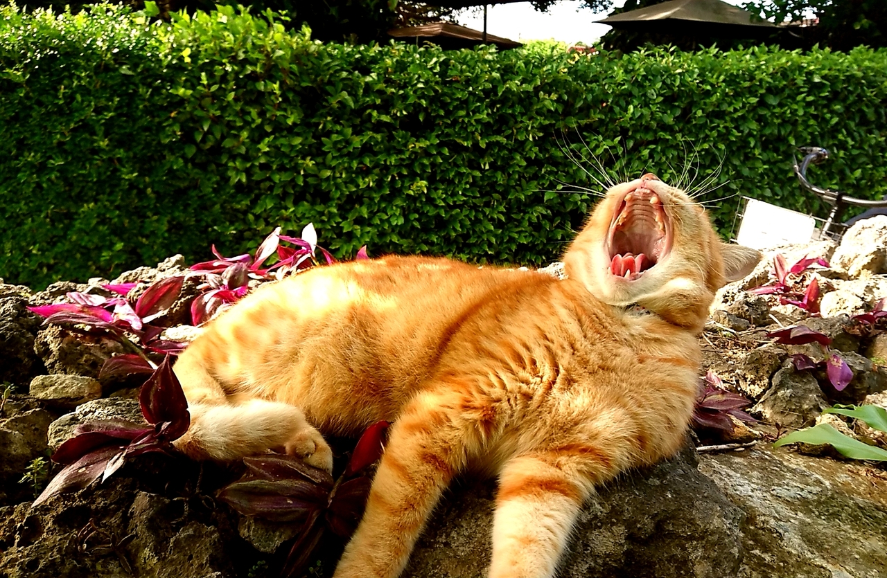 石垣シュノーケル後竹富島 猫に夢中な最終日』竹富島(沖縄県)の旅行記 