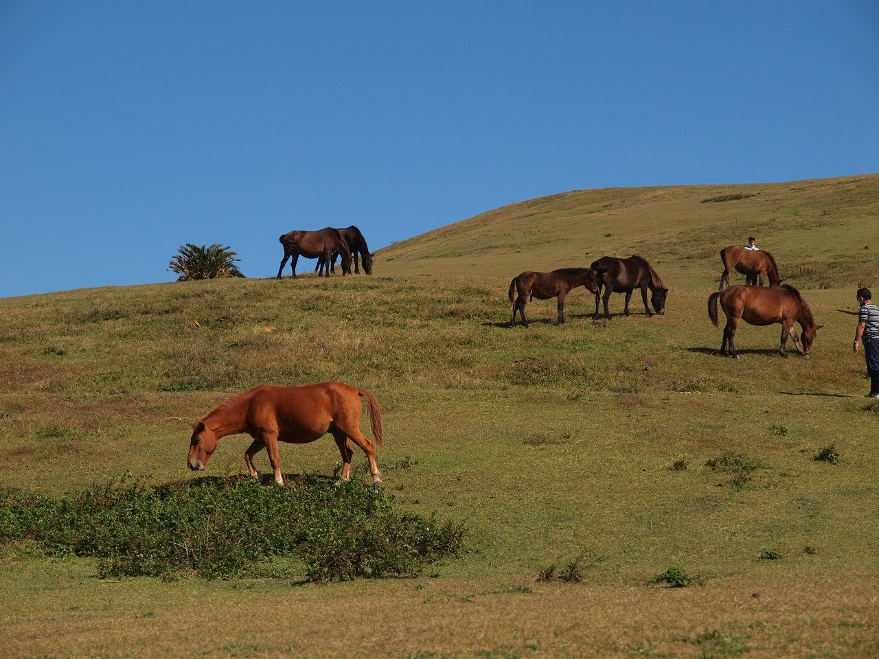 秋の九州旅no ３ 日南 都井岬 絶景の鵜戸神宮 宮崎県最南端 都井岬 灯台とかわいい御崎馬 都井岬 串間 宮崎県 の旅行記 ブログ By ４人目のふーさん フォートラベル