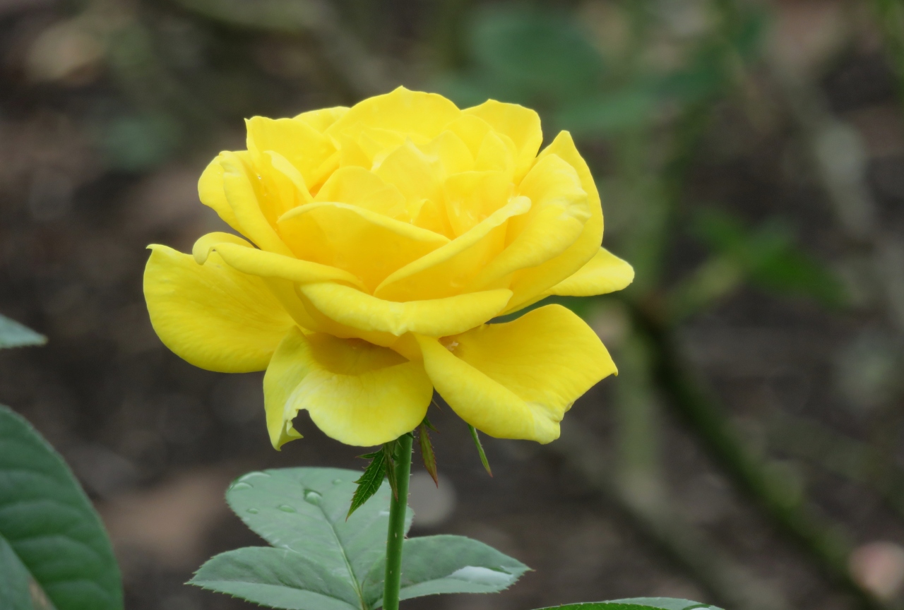 秋 鶴舞公園の秋薔薇 5 6 10月18日 5 緑光 ファッショニスタ コティヨン ウインショッテン パパ メイアン 鶴舞 堀田 愛知県 の旅行記 ブログ By 旅人のくまさんさん フォートラベル 秋 鶴舞公園の秋薔薇 5 6 10月18日 5 緑光 ファッショニスタ コティヨン ウインショッテン パパ メイアン 鶴舞 堀田 愛知県 の旅行記 ブログ By 旅人のくまさんさん フォートラベル