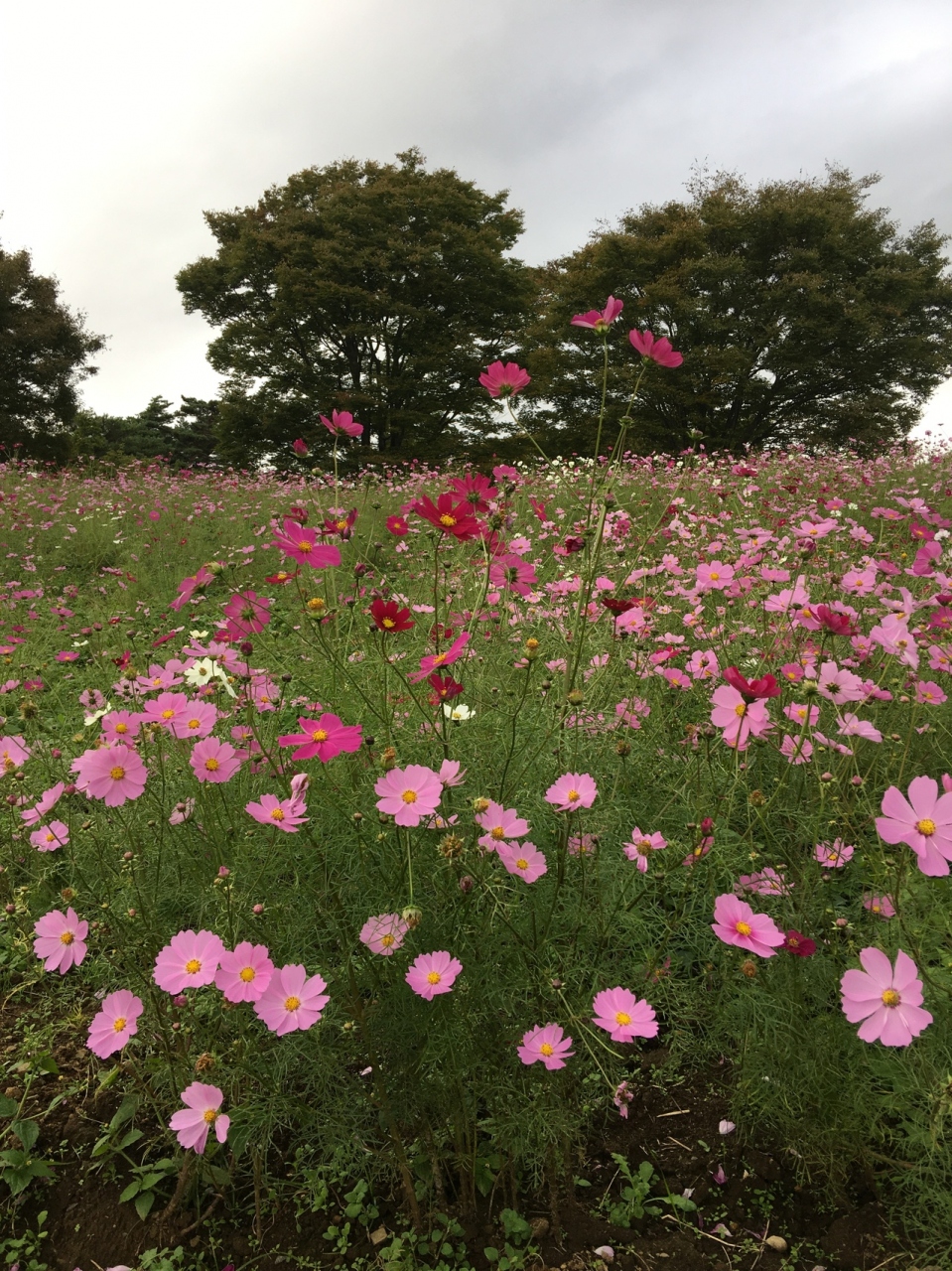 昭和記念公園へコスモス散歩 立川 東京 の旅行記 ブログ By がり子さん フォートラベル