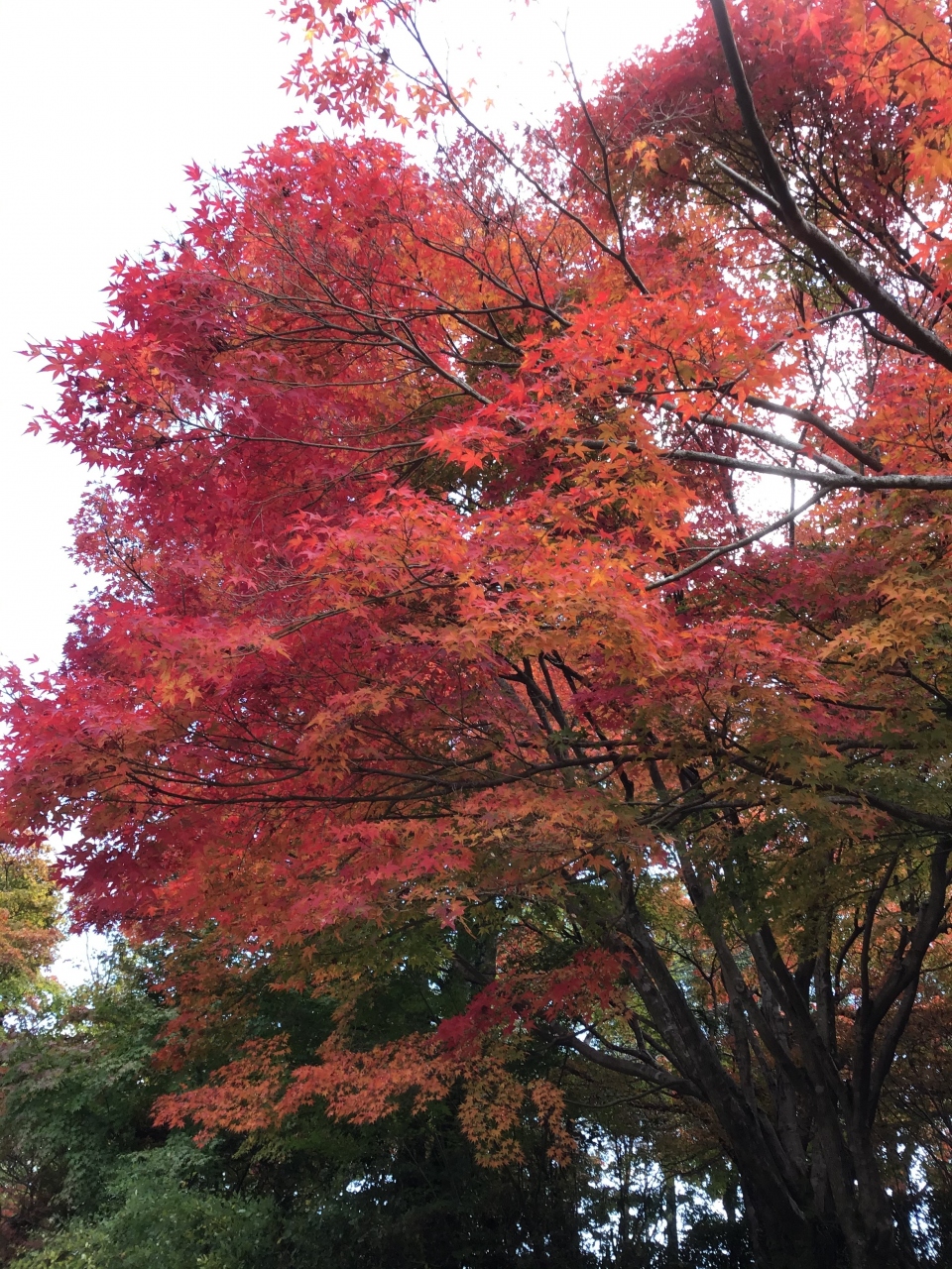 紅葉の三景園と広島エアポートホテルランチ 広島県の旅行記 ブログ By オキラクさん フォートラベル 紅葉の三景園と広島エアポートホテルランチ 広島県の旅行記 ブログ By オキラクさん フォートラベル