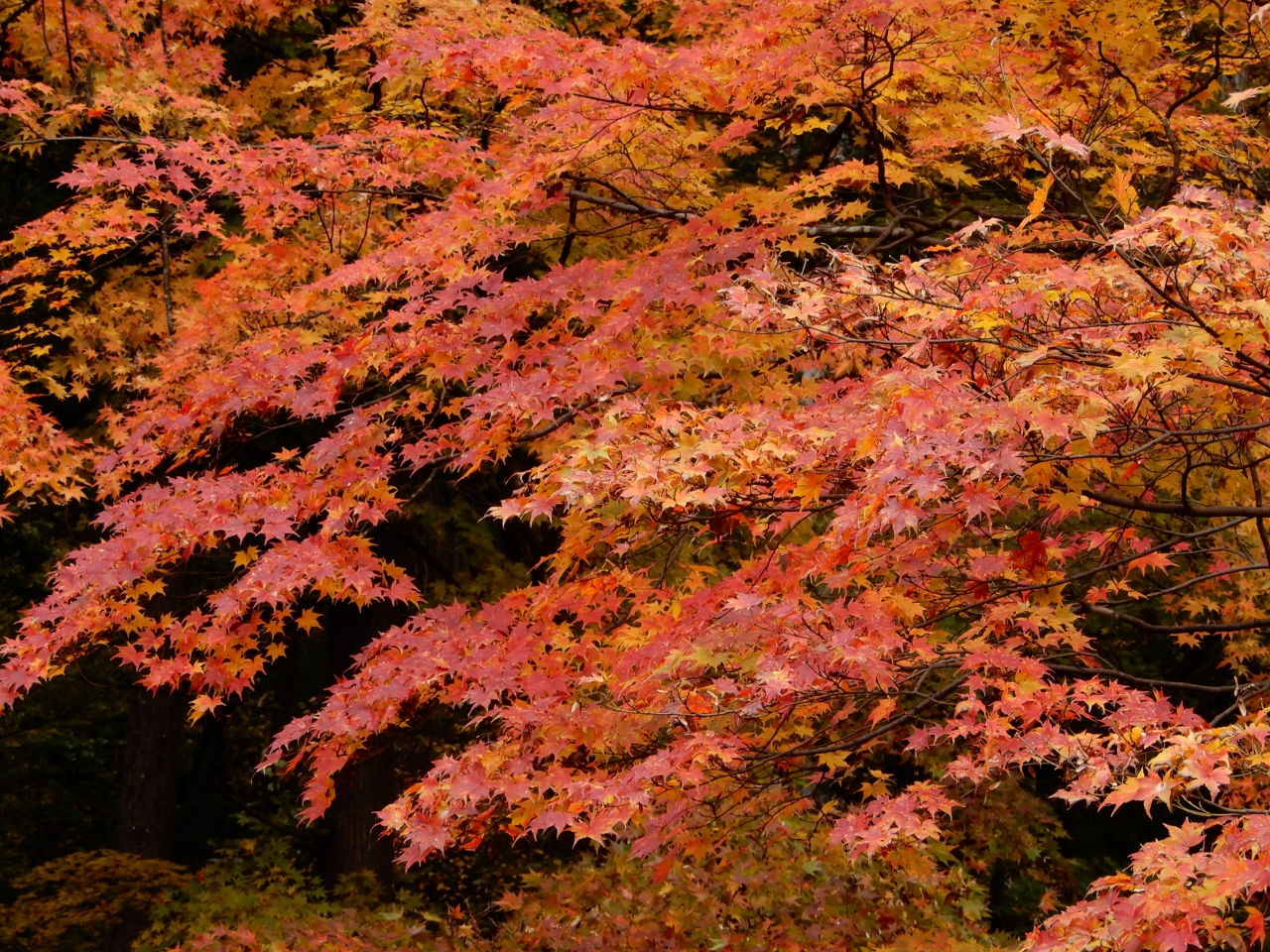 ２泊３日でレンタカーを使い晩秋の山形県を巡る 想定していた以上に険しい山寺だった立石寺へ その２ 山形市 山形県 の旅行記 ブログ By てくてくさん フォートラベル
