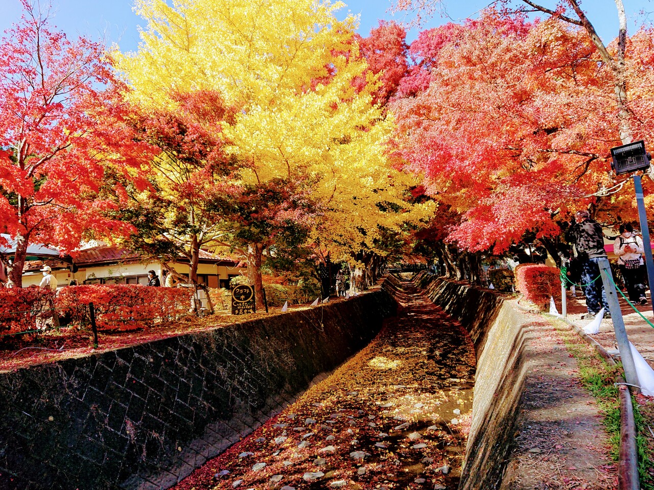 1泊2日 西丹沢 御殿場 河口湖紅葉巡り その3 河口湖紅葉巡り 富士五湖 山梨県 の旅行記 ブログ By わんこさん フォートラベル