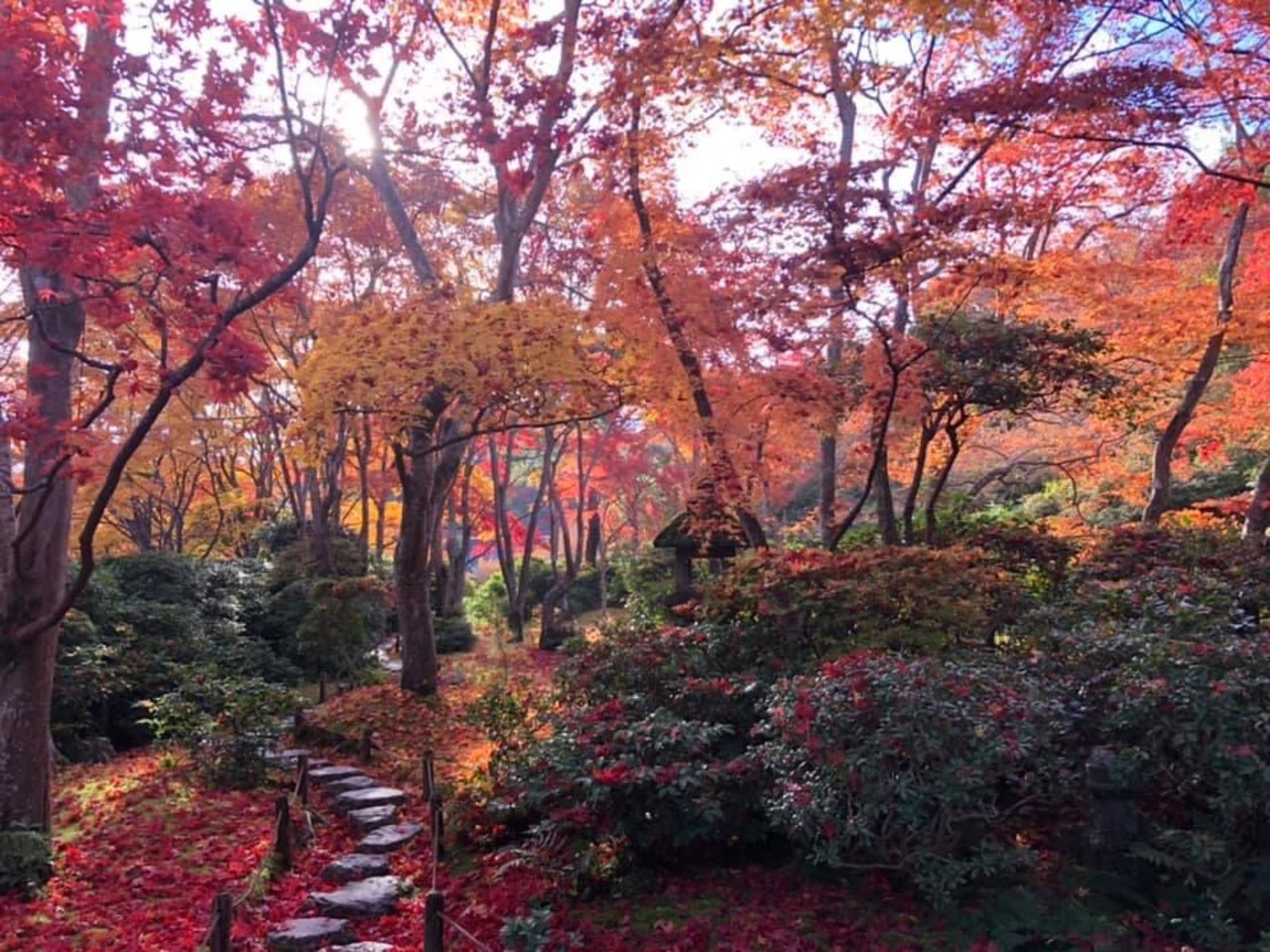 紅葉の京都1泊2日の旅 滋賀のメタセコイアつき 京都の旅行記 ブログ By マギーさん フォートラベル 紅葉の京都1泊2日の旅 滋賀のメタセコイアつき 京都の旅行記 ブログ By マギーさん フォートラベル