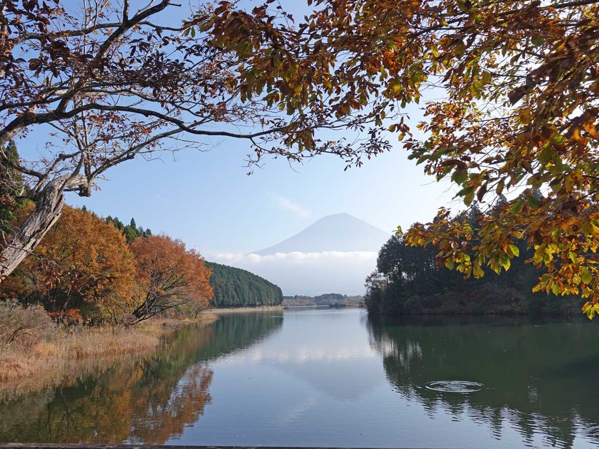 紅葉が見頃の田貫湖へ 後編 11 15 富士宮 静岡県 の旅行記 ブログ By てんとう虫さん フォートラベル