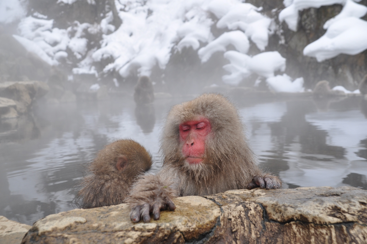 12年 地獄谷野猿公苑と上林温泉 A 長野県の旅行記 ブログ By まさとしさん フォートラベル 12年 地獄谷野猿公苑と上林温泉 A 長野県の旅行記 ブログ By まさとしさん フォートラベル