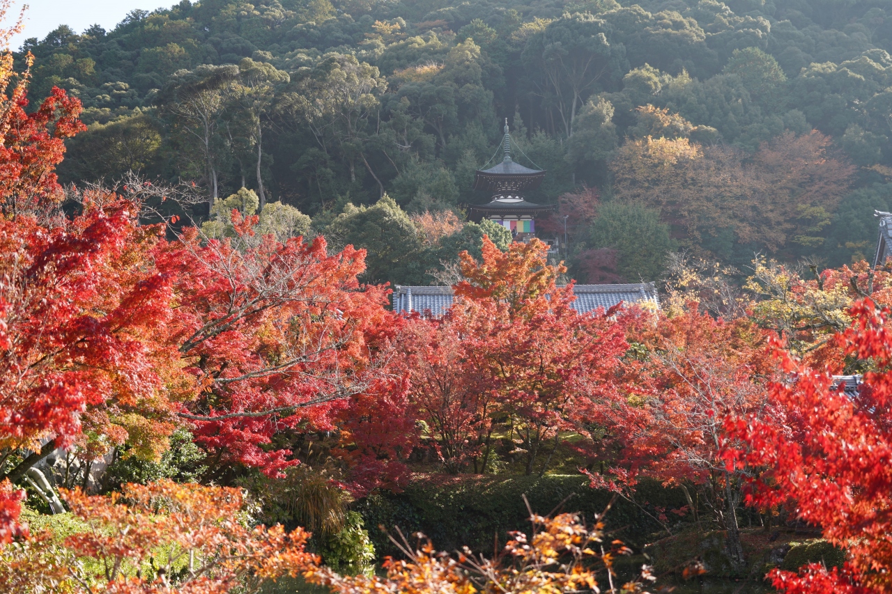 1118 1 京都 朝から永観堂禅林寺の紅葉を観に出かけます 下鴨 宝ヶ池 平安神宮 京都 の旅行記 ブログ By Hhbさん フォートラベル