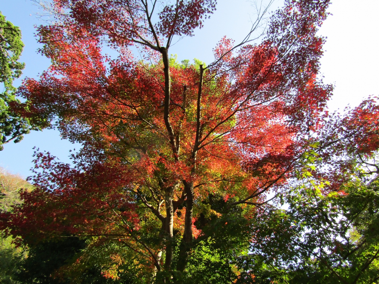 鶴岡八幡宮の紅葉 黄葉 年秋 鎌倉 神奈川県 の旅行記 ブログ By ドクターキムルさん フォートラベル