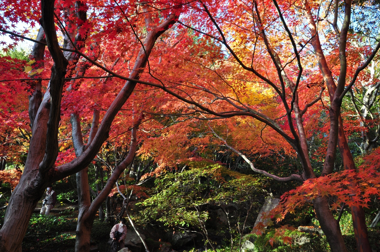 三景園の紅葉 もみじ祭りはライトアップされていました 三原 広島県 の旅行記 ブログ By Elliott 7さん フォートラベル 三景園の紅葉 もみじ祭りはライトアップされていました 三原 広島県 の旅行記 ブログ By Elliott 7さん フォートラベル