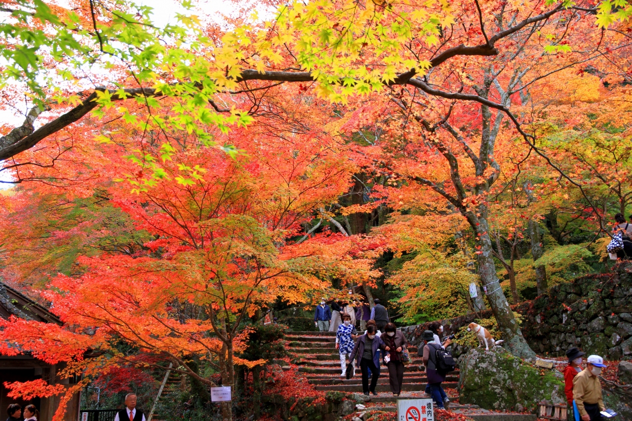 牛滝山　大威徳寺の紅葉