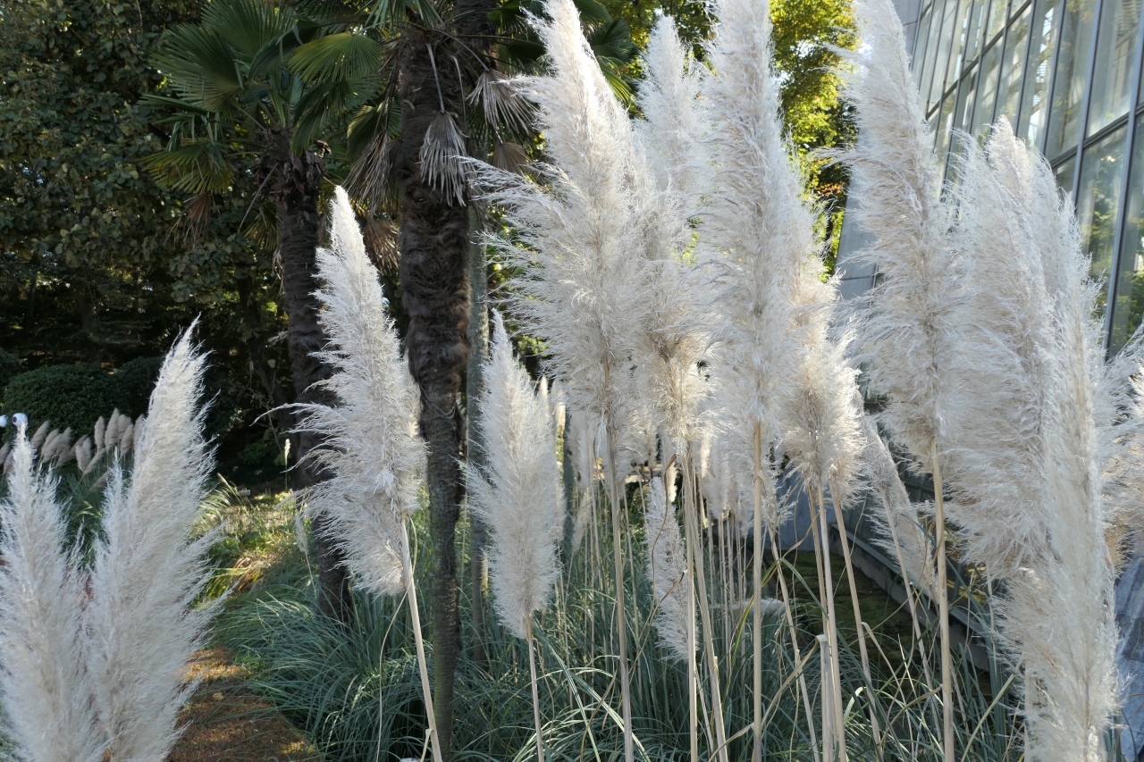 秋の川口グリーンセンター Vol 3 南米のお化けススキ 川口 戸田 蕨 埼玉県 の旅行記 ブログ By コトルさん フォートラベル