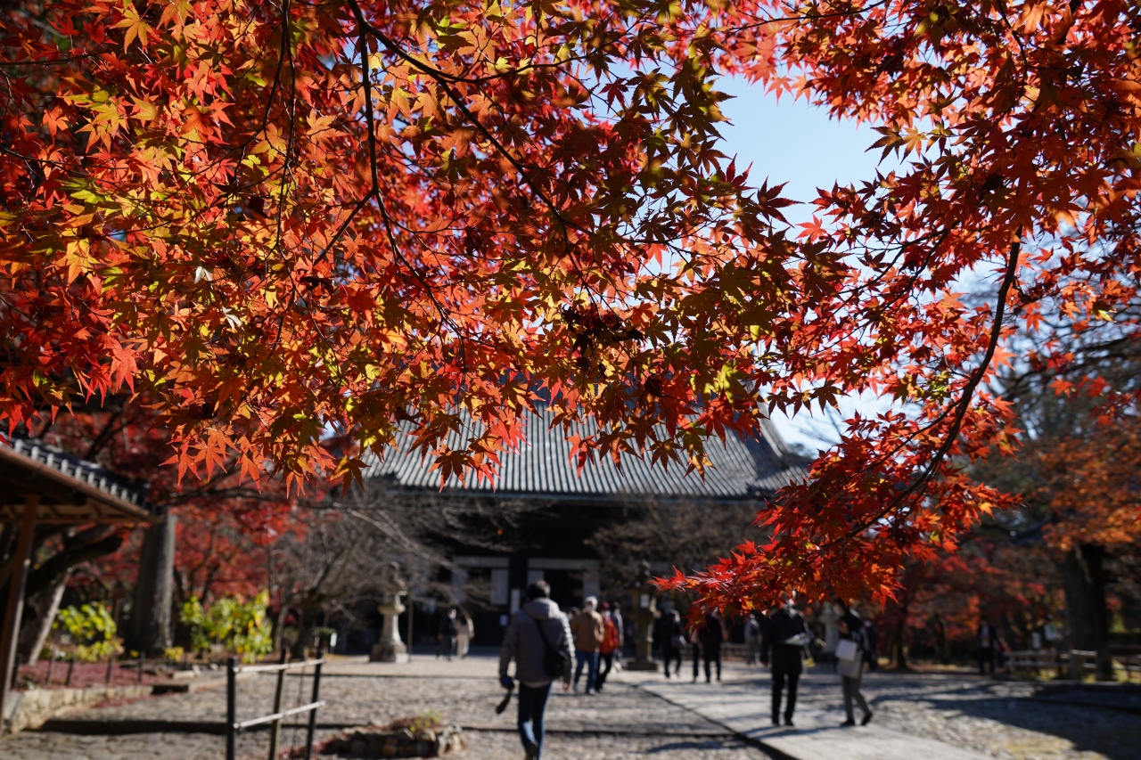 1124 2 京都 近所でしたので 真如堂 こっちは紅葉見頃 下鴨 宝ヶ池 平安神宮 京都 の旅行記 ブログ By Hhbさん フォートラベル 1124 2 京都 近所でしたので 真如堂 こっちは紅葉見頃 下鴨 宝ヶ池 平安神宮 京都 の旅行記 ブログ By Hhbさん フォートラベル