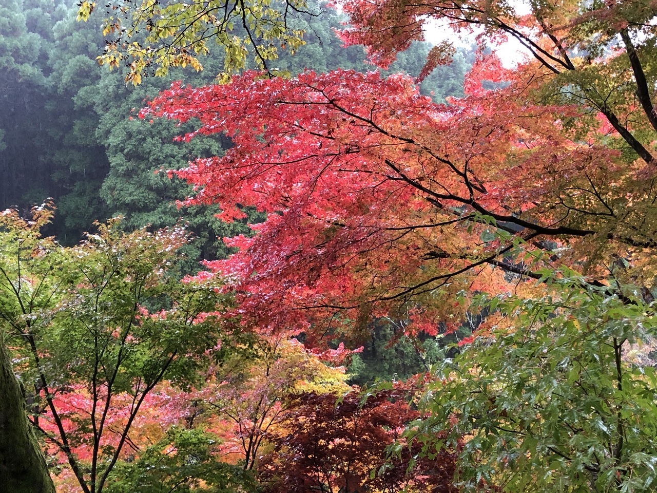 奥日田温泉梅ひびきと英彦山の紅葉 日田 大分県 の旅行記 ブログ By うららさん フォートラベル