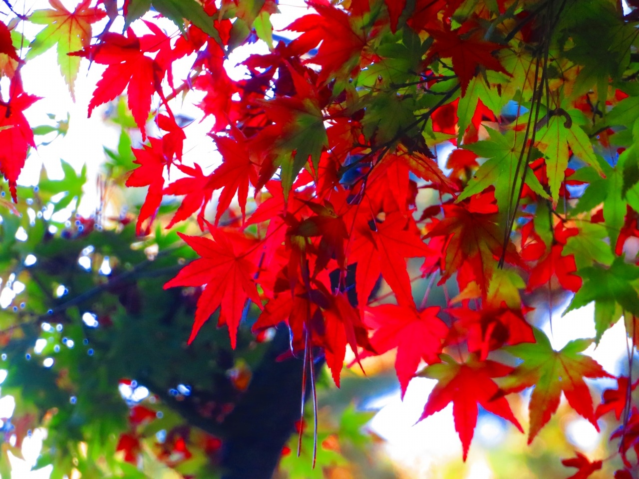 まだ早かった都内紅葉穴場スポット 東京都庭園美術館 白金 東京 の旅行記 ブログ By Jh2fxvさん フォートラベル