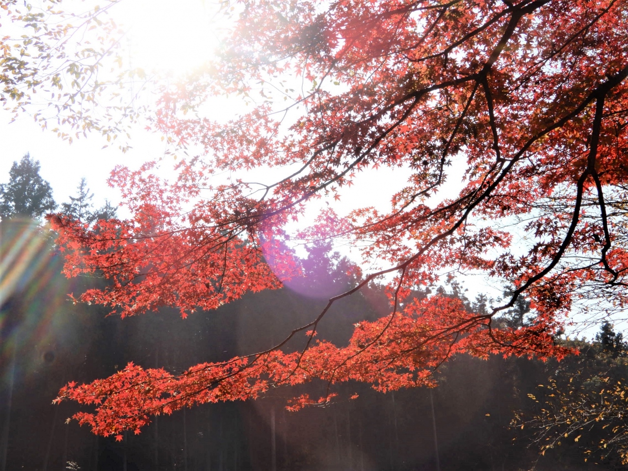 埼玉の紅葉 穴場スポットで 静かに No Mitsu 秋の色を楽しむ そして平和を願う 埼玉県の旅行記 ブログ By Lovely Shinさん フォートラベル 埼玉の紅葉 穴場スポットで 静かに No Mitsu 秋の色を楽しむ そして平和を願う 埼玉県の旅行記 ブログ By Lovely Shinさん フォートラベル