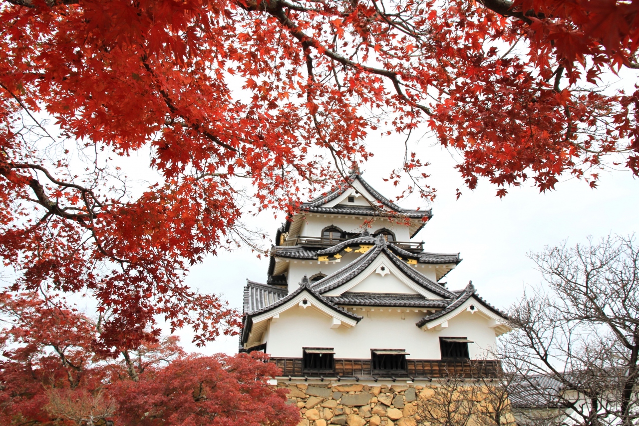 彦根城と玄宮園 紅葉をもとめて 彦根 滋賀県 の旅行記 ブログ By きよさん フォートラベル