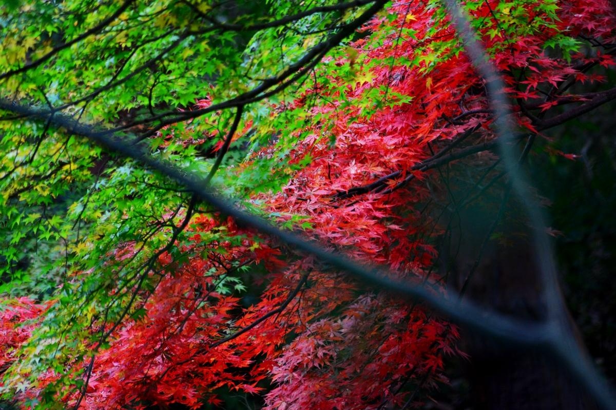 紅葉 近江の隠れた紅葉名所胡宮神社 14 湖東三山 多賀 東近江 滋賀県 の旅行記 ブログ By 風に吹かれて旅人さん フォートラベル