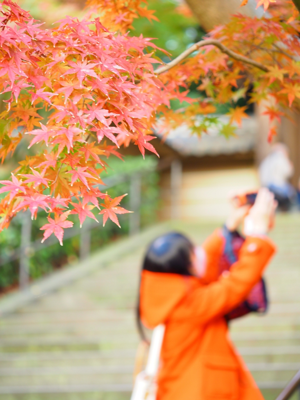 鎌倉 一条恵観山荘の花手水と円覚寺紅葉 鎌倉 神奈川県 の旅行記 ブログ By Momotaさん フォートラベル