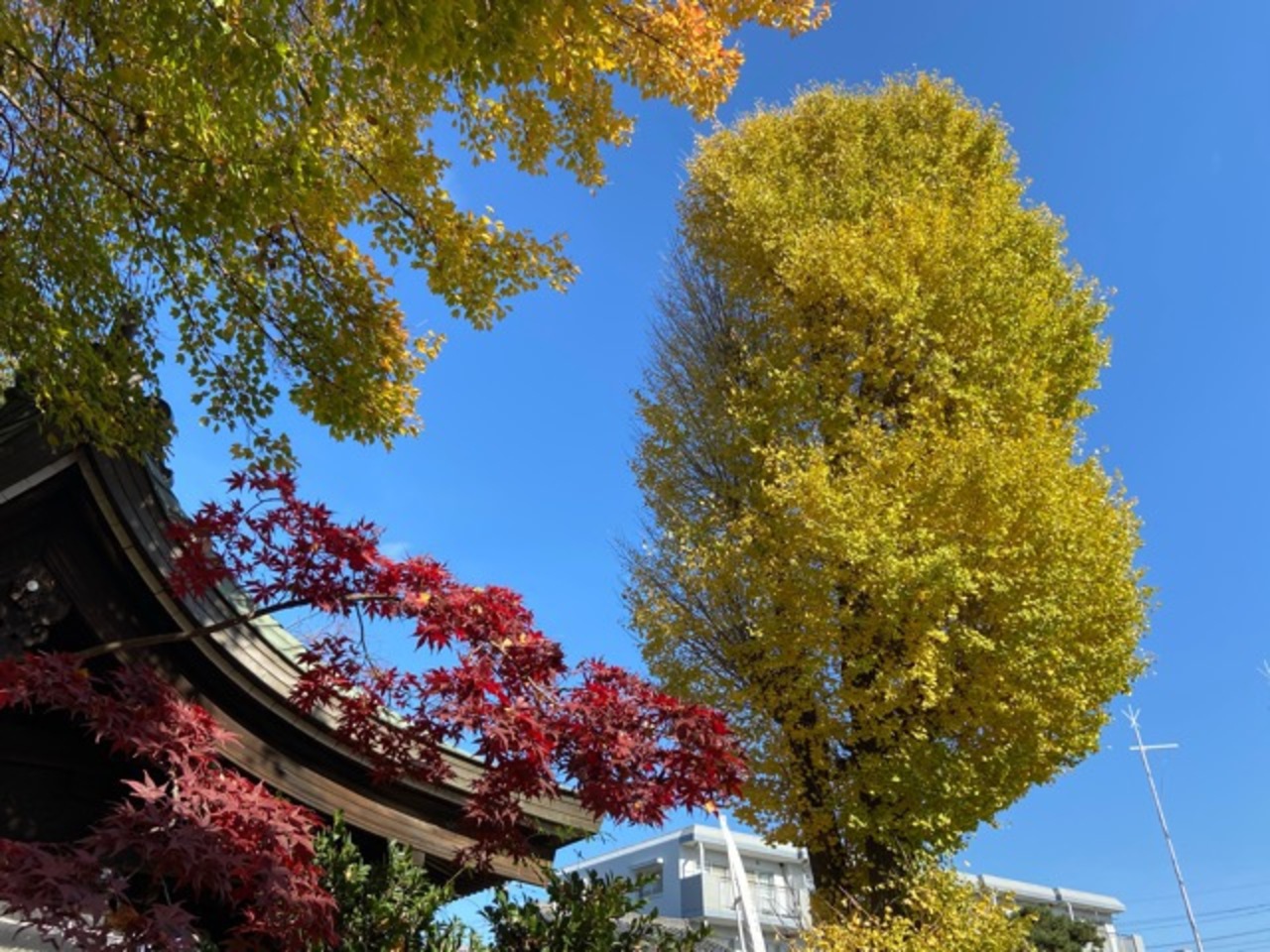 埼玉 川越 飯能紅葉旅 川越八幡宮の銀杏と花手水 川越 埼玉県 の旅行記 ブログ By としさん フォートラベル 埼玉 川越 飯能紅葉旅 川越八幡宮の銀杏と花手水 川越 埼玉県 の旅行記 ブログ By としさん フォートラベル