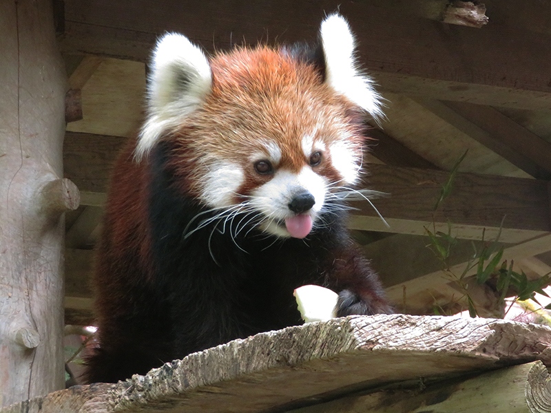 動物コスプレで入園無料デーの千葉市動物公園 18 11 04 千葉市 千葉県 の旅行記 ブログ By のほりんさん フォートラベル