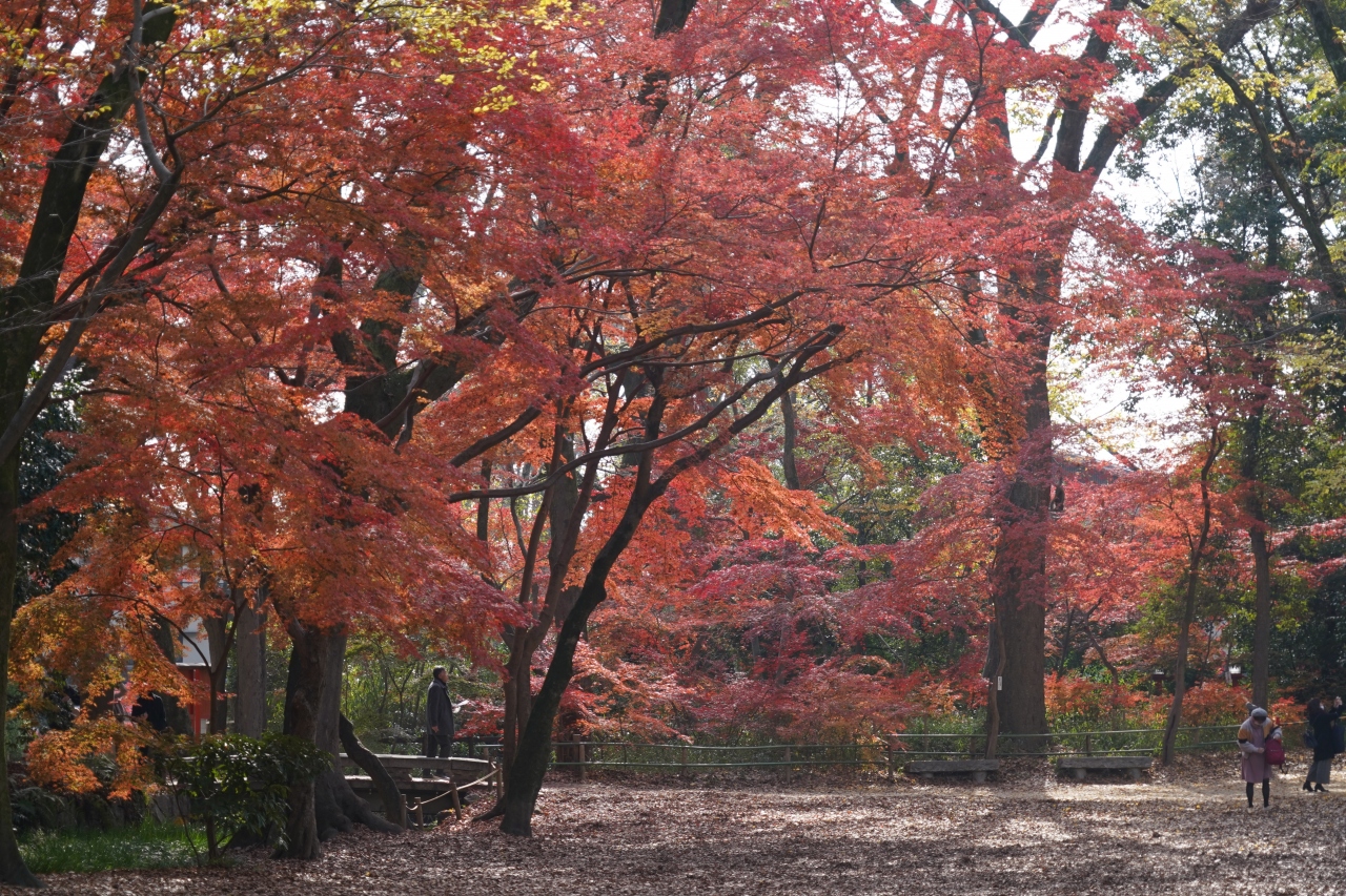 1210 1 京都 糺の森と下鴨神社 ここの紅葉は ホンマ遅いのね 下鴨 宝ヶ池 平安神宮 京都 の旅行記 ブログ By Hhbさん フォートラベル