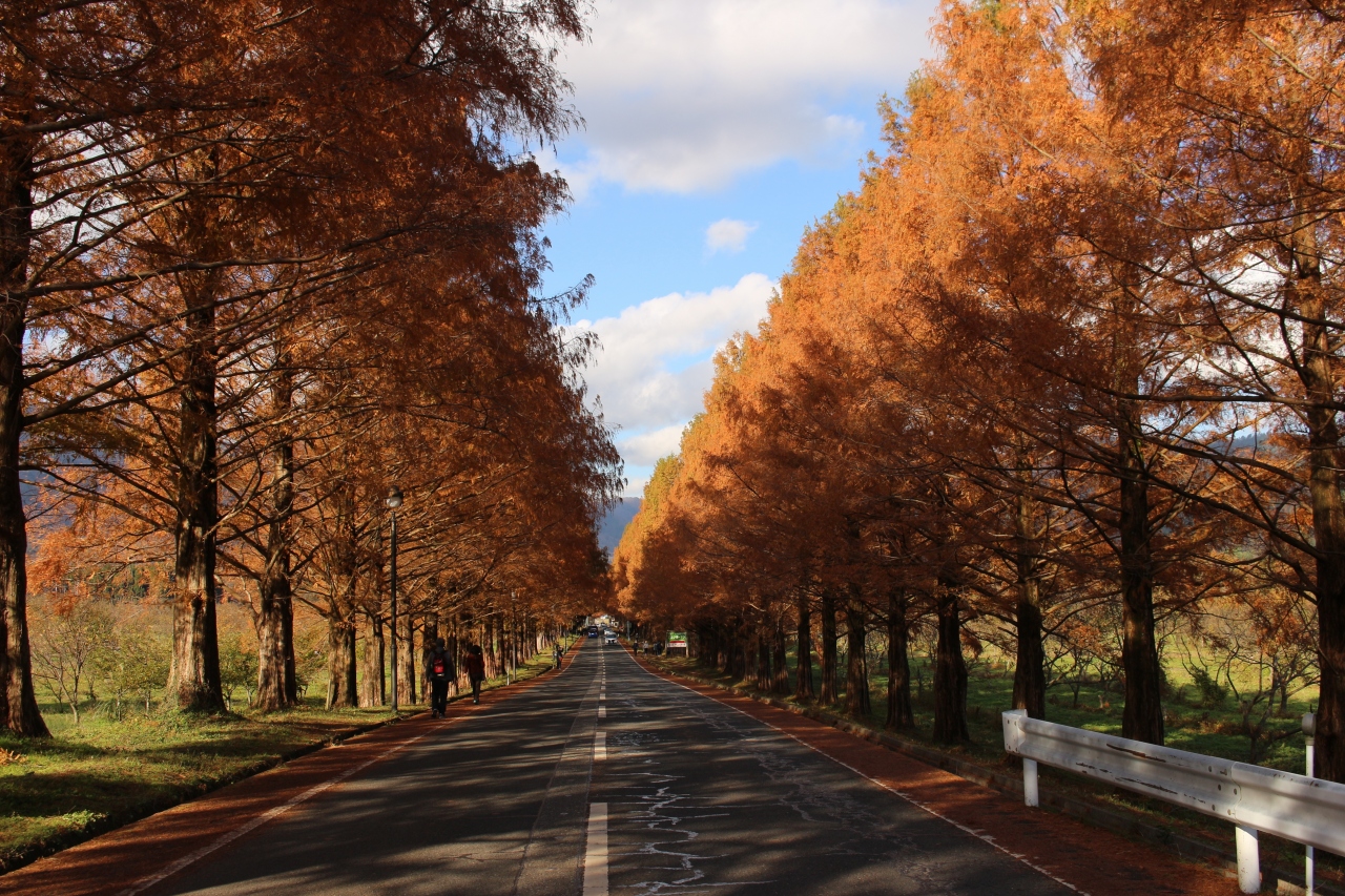 ようやく晴れた 紅葉のメタセコイア並木に行ってきました マキノ 滋賀県 の旅行記 ブログ By 天空の城さん フォートラベル