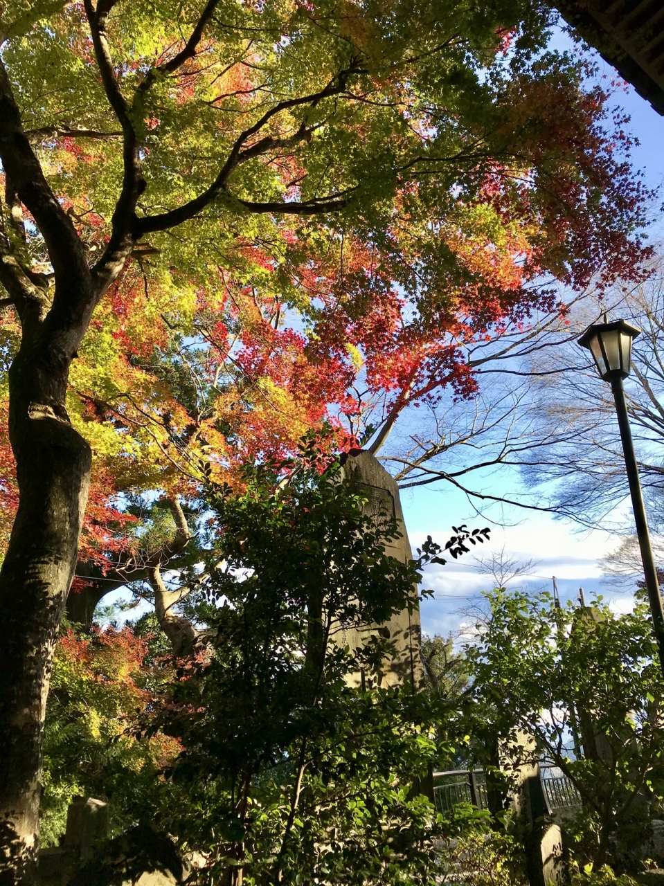 年11月 高尾山で紅葉狩り ラ ジェント ホテル歌舞伎町でステイケーション 高尾 八王子 東京 の旅行記 ブログ By Wiruさん フォートラベル 年11月 高尾山で紅葉狩り ラ ジェント ホテル歌舞伎町でステイケーション 高尾 八王子 東京 の旅行記 ブログ By Wiruさん フォートラベル
