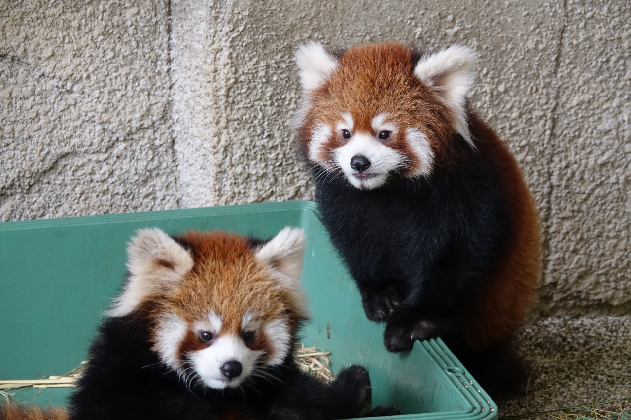 那須どうぶつ王国 那須ワールドモンキーパーク 超可愛いおチビ2匹に会えた那須ど そして 超かっこいい16歳に会えた那須モンパ 那須 栃木県 の旅行記 ブログ By Jilllucaさん フォートラベル 那須どうぶつ王国 那須ワールドモンキーパーク 超可愛いおチビ2匹に会えた那須ど そして 超かっこいい16歳に会えた那須モンパ 那須 栃木県 の旅行記 ブログ By Jilllucaさん フォートラベル