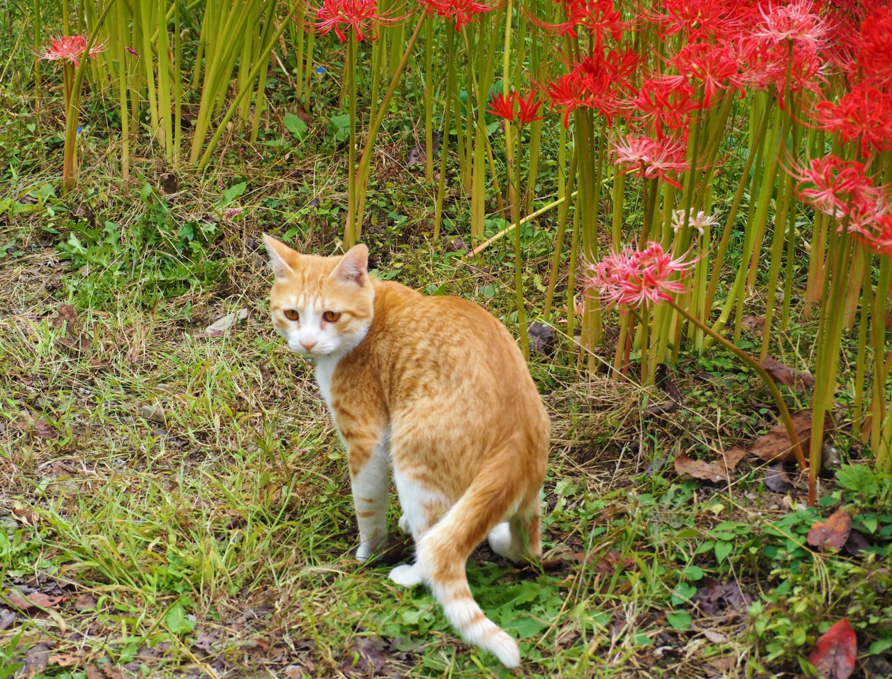 鹿沼市にある常楽寺で曼珠沙華と蕎麦の花のコラボが見られるというので行ってきました 鹿沼 栃木県 の旅行記 ブログ By かおニャンさん フォートラベル