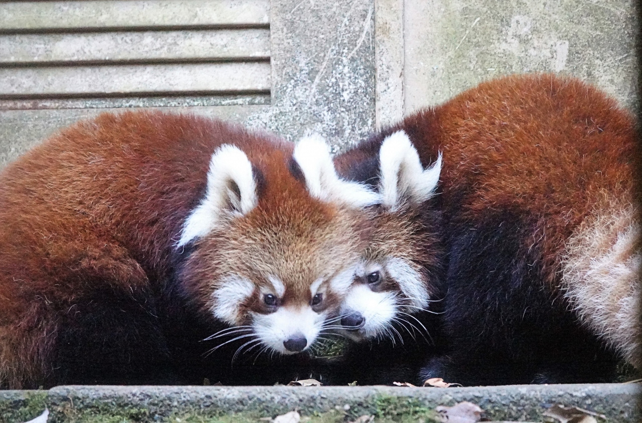 多摩動物公園 フランちゃんとリアンちゃんに会え年仔パンダ紀行は完結 花花おばあちゃんも元気そうで嬉しいです 日野 昭島 東京 の旅行記 ブログ By Jilllucaさん フォートラベル