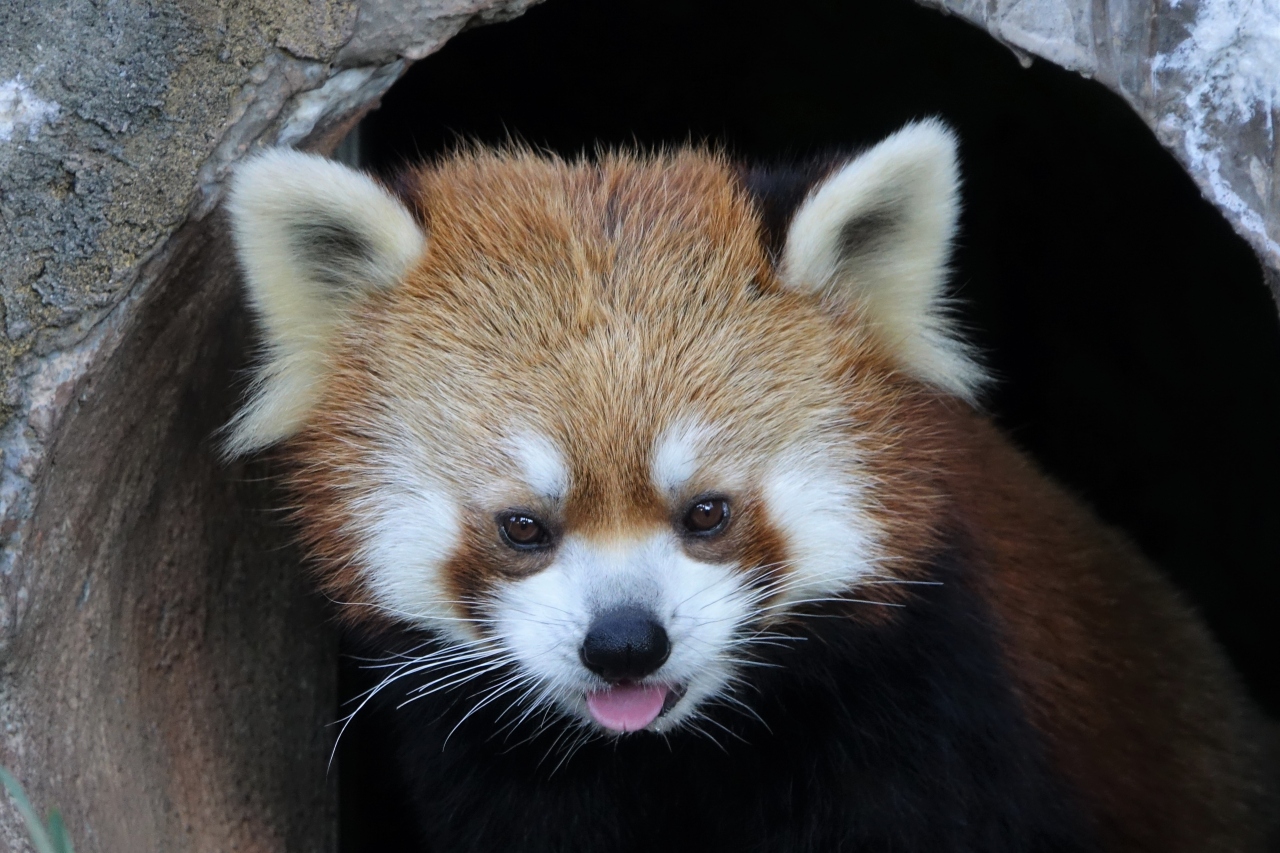 作成中 野毛山動物園 夢見ヶ崎動物公園 ズーラシア 八景島シーパラダイス 横浜 神奈川県 の旅行記 ブログ By Jilllucaさん フォートラベル 作成中 野毛山動物園 夢見ヶ崎動物公園 ズーラシア 八景島シーパラダイス 横浜 神奈川県 の旅行記 ブログ By Jilllucaさん フォートラベル